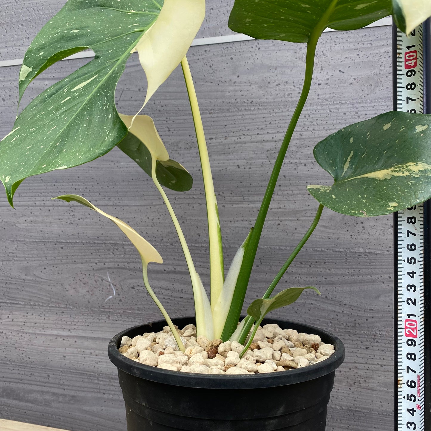 モンステラ　タイコンステレーション　No.5　黒ポット