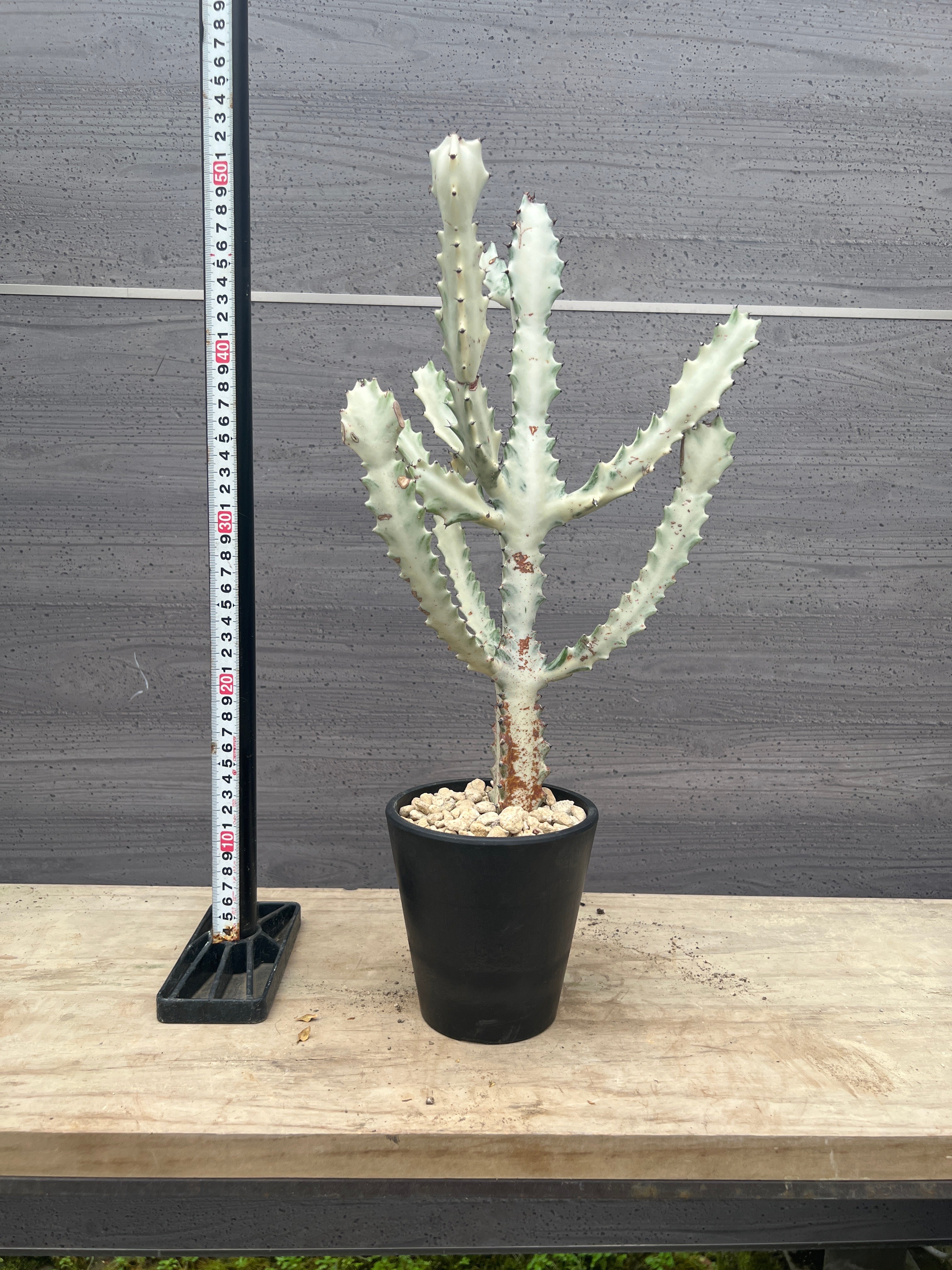 Pickup 全ての商品 – 植物家族