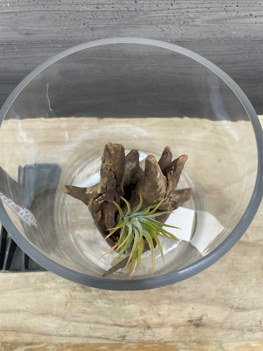 No.26008　ガラスベース/流木/ベラボンセット★アクアグループレゼント