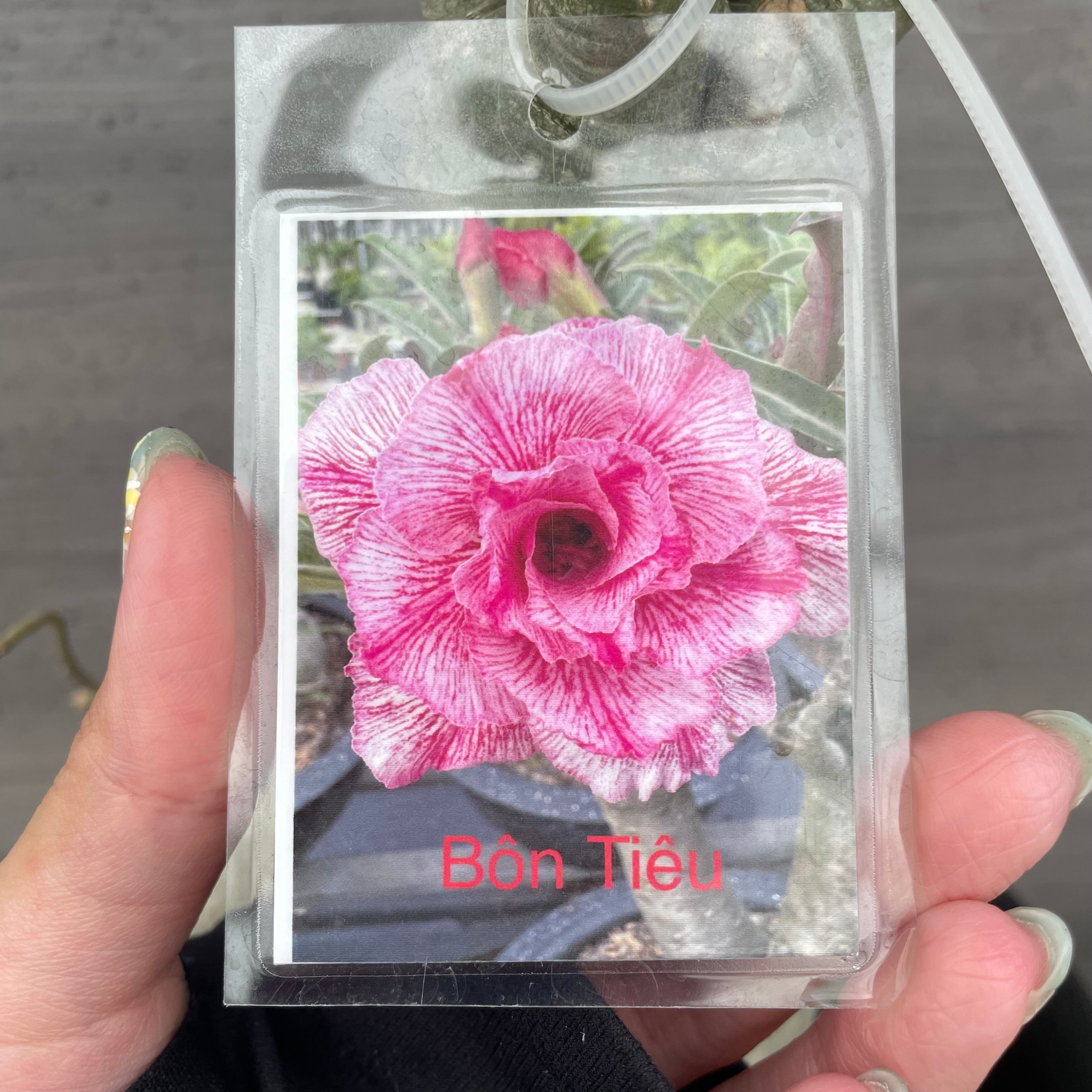 アデニウム特集 No.06001 アデニウム 7号鉢 – 植物家族