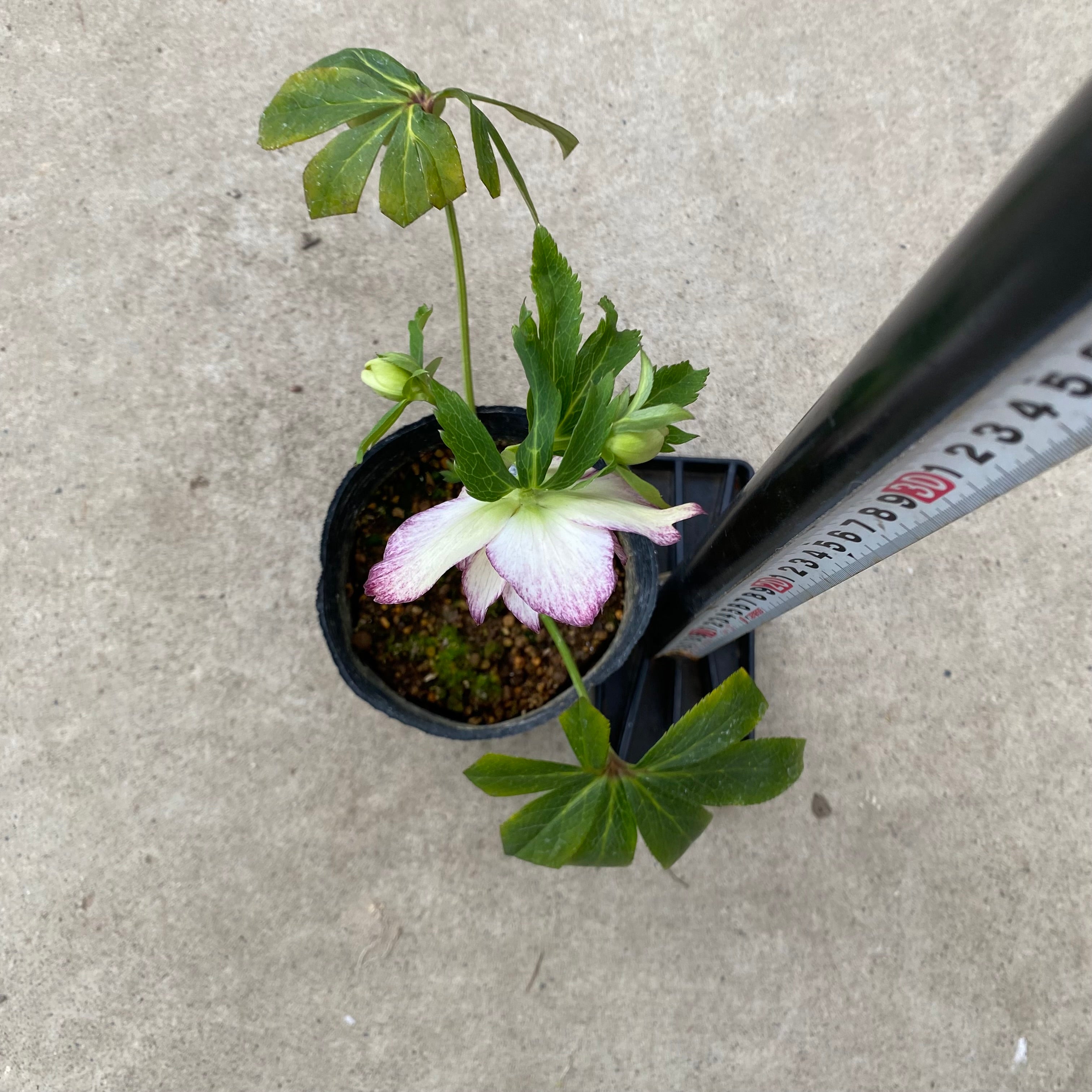 20067 クリスマスローズ ダブル咲き 3.5号苗ポット – 植物家族