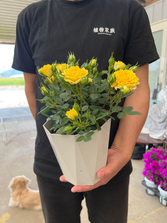 即売会SALE　No.28005　ミニバラ　スウィートボーイ　5号鉢　バッグ付き