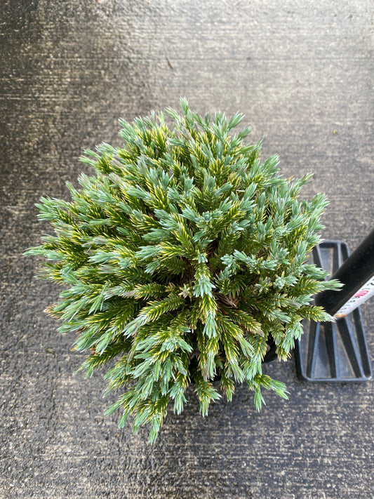 農場創業祭 No.26042　ビャクシン　5号苗ポット