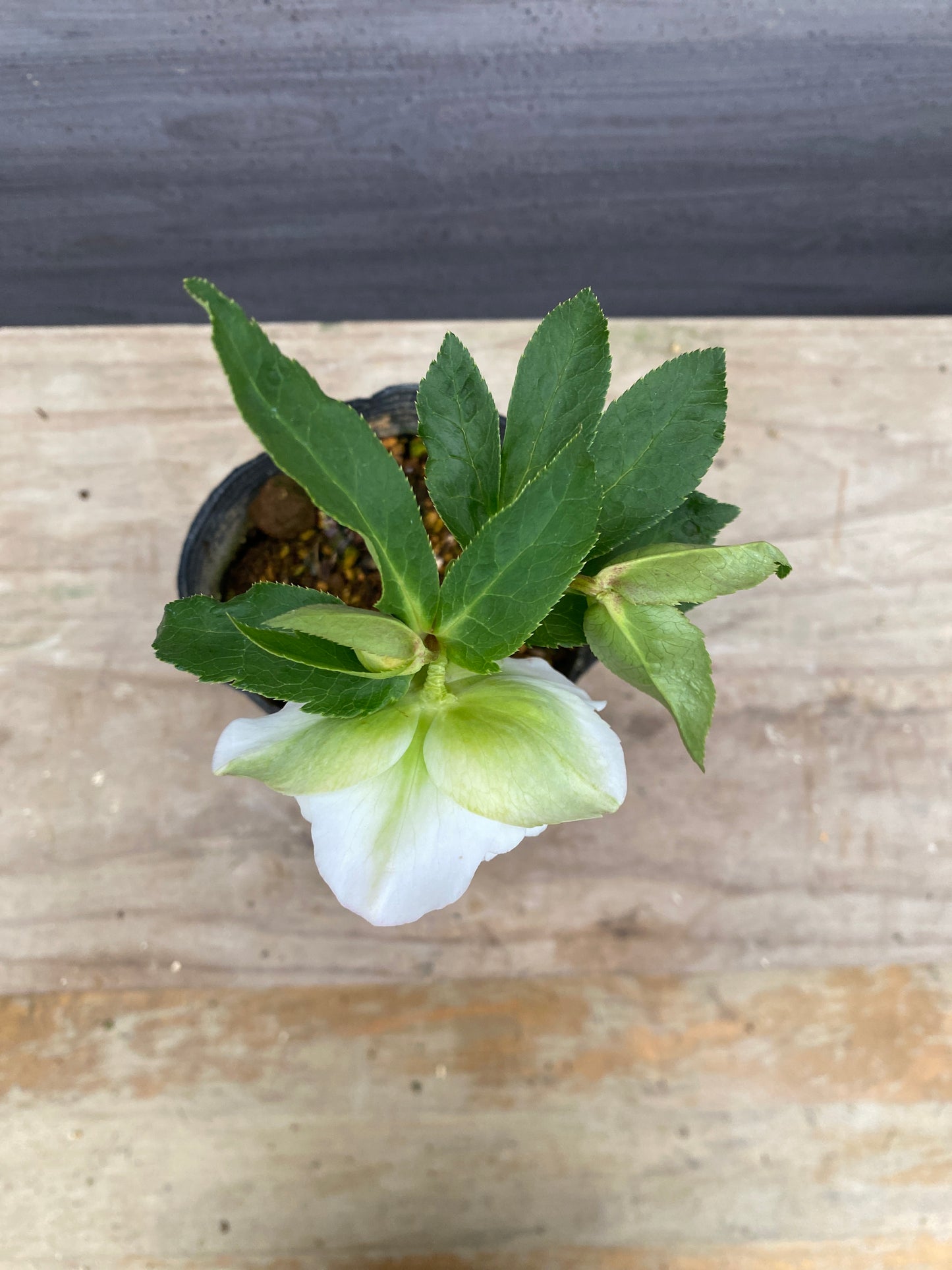 No.05113　横山園芸★クリスマスローズ　プリマドレス　5号苗ポット