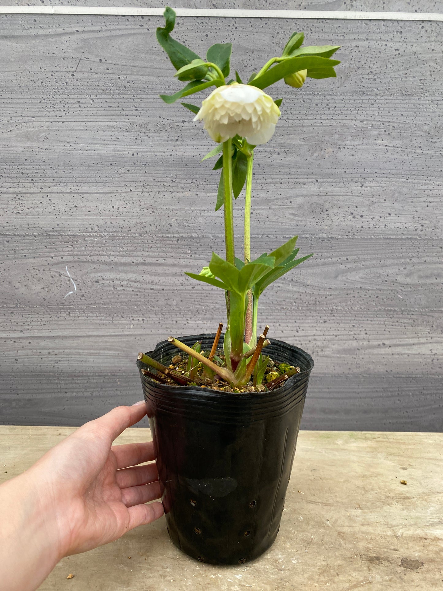 No.05097　横山園芸★クリスマスローズ　プリマドレス　5号苗ポット