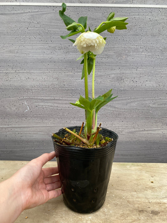 No.05097　横山園芸★クリスマスローズ　プリマドレス　5号苗ポット