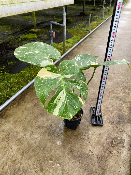 農場創業祭 No.26166 モンステラ タイコンステレーション 3号鉢