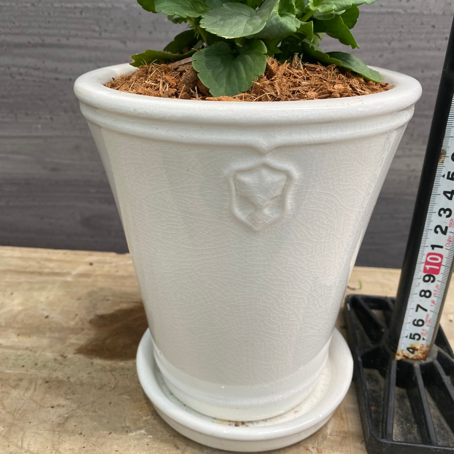 寄せ植えS　花郷園さんオリジナル　5号陶器鉢