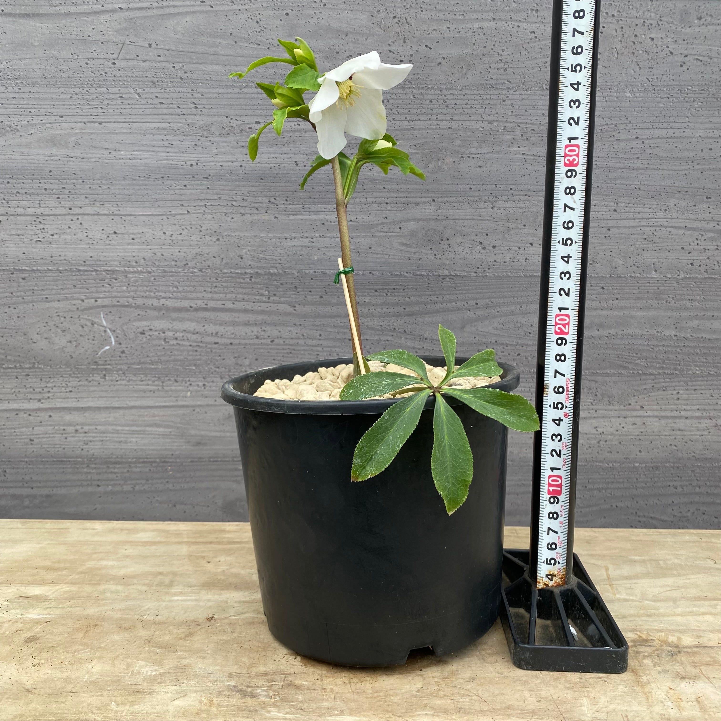 No.22022 クリスマスローズ 6号鉢 – 植物家族