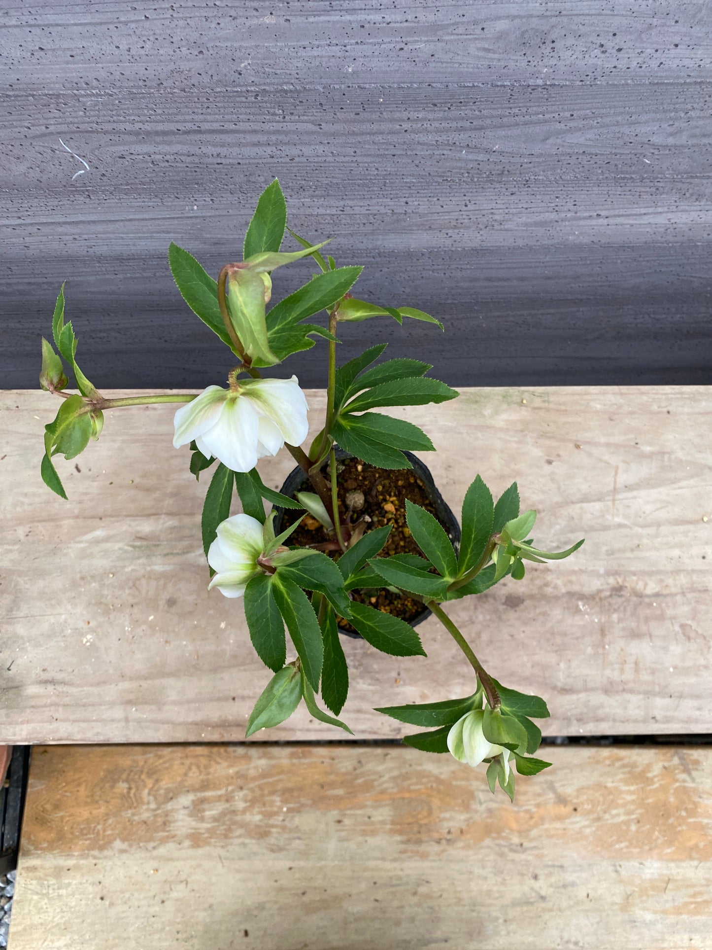 No.05109　横山園芸★クリスマスローズ　プリマドレス　5号苗ポット