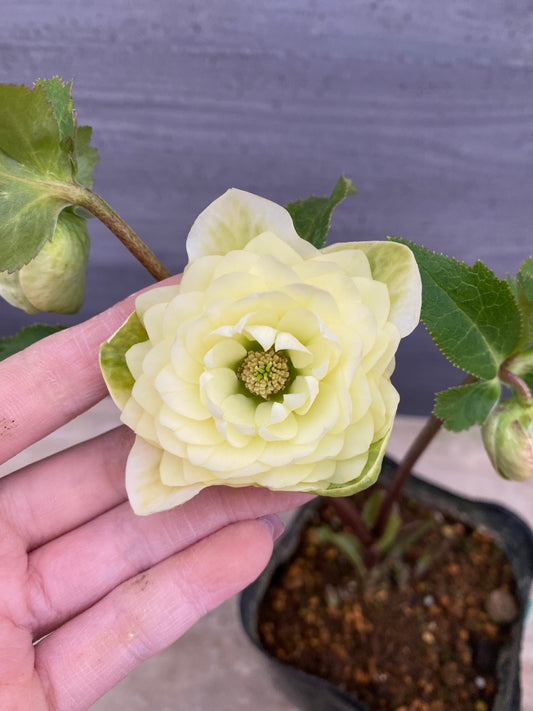 No.05132　横山園芸★クリスマスローズ　プリマドレス　5号苗ポット