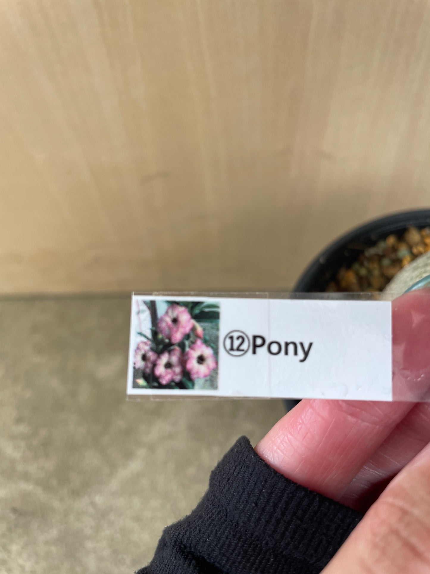 No.04052　アデニウム　Pony　4号鉢