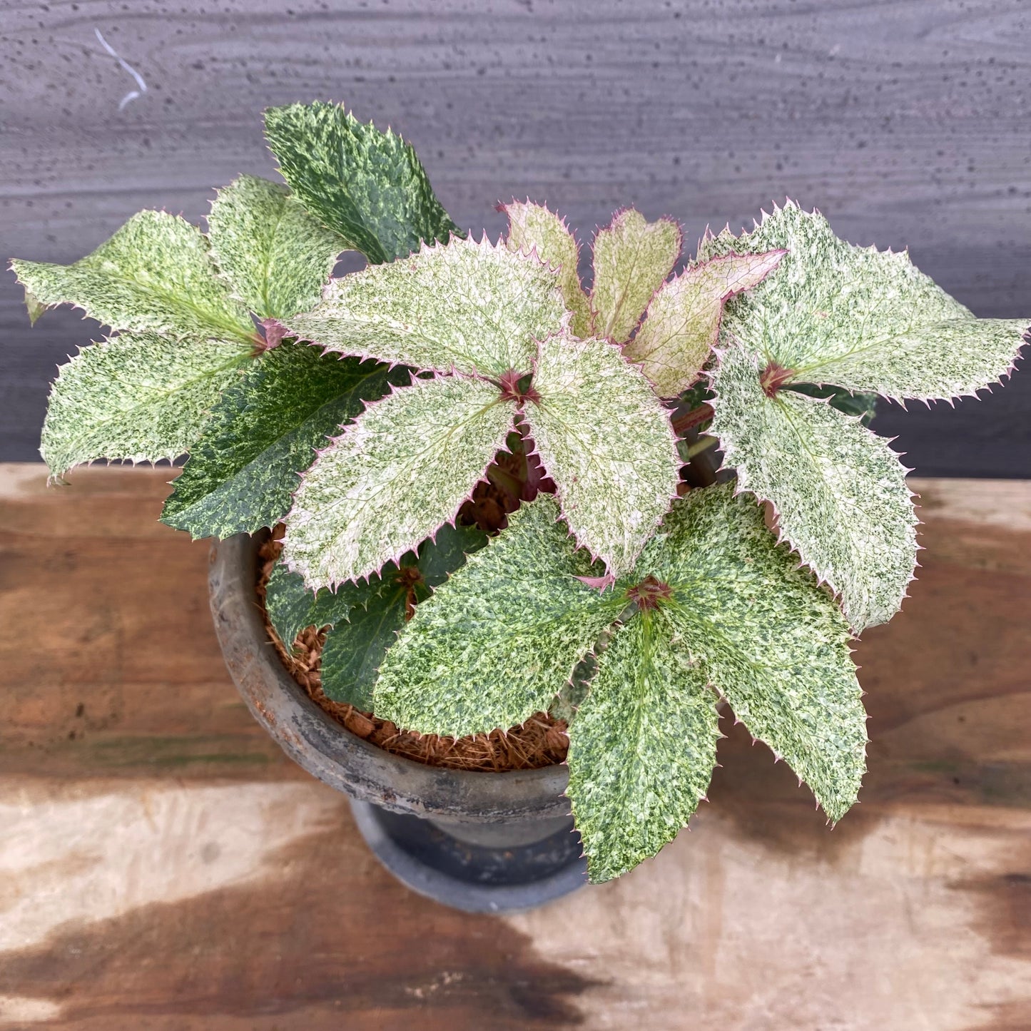 クリスマスローズ　アーグチフォリウススターダスト　キューガーデンポットグレー