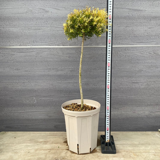 メラレウカ レボリューションゴールド 6号スリット鉢/オリジナル色