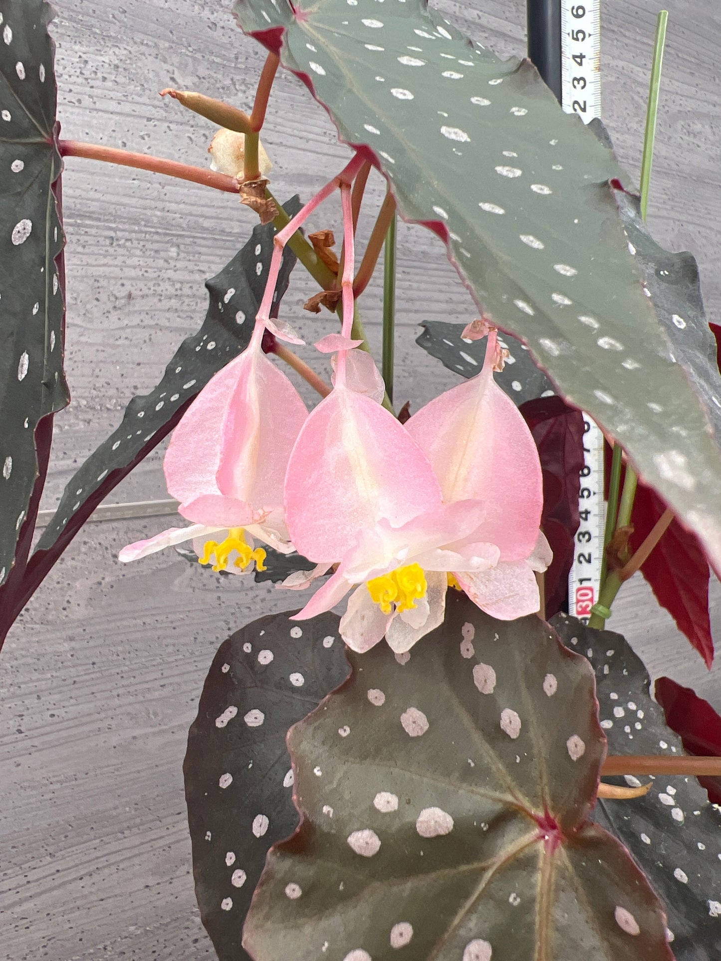 花郷園★木立性ベゴニア　シャロンシラート　6号ポット植替え済み