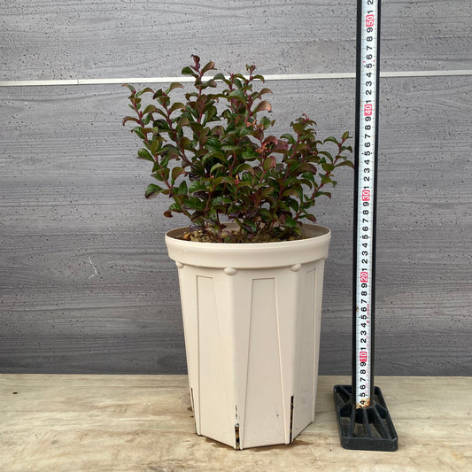 ルコテー　カーリーレッド　７号スリット鉢/オリジナル色