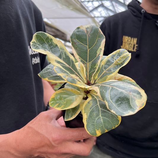 URBAN JUNGLE特集★U39　フィカス　カシワバゴム斑入り　3号鉢