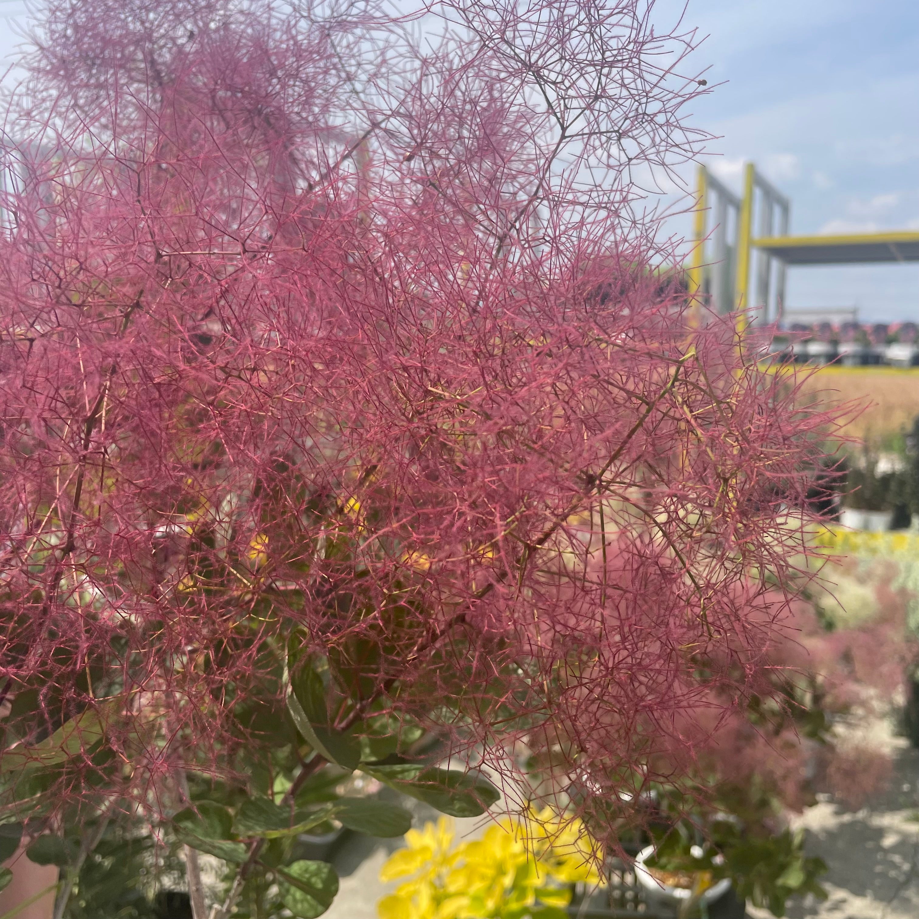 No.26034 スモークツリー ルージュ 7号鉢 – 植物家族