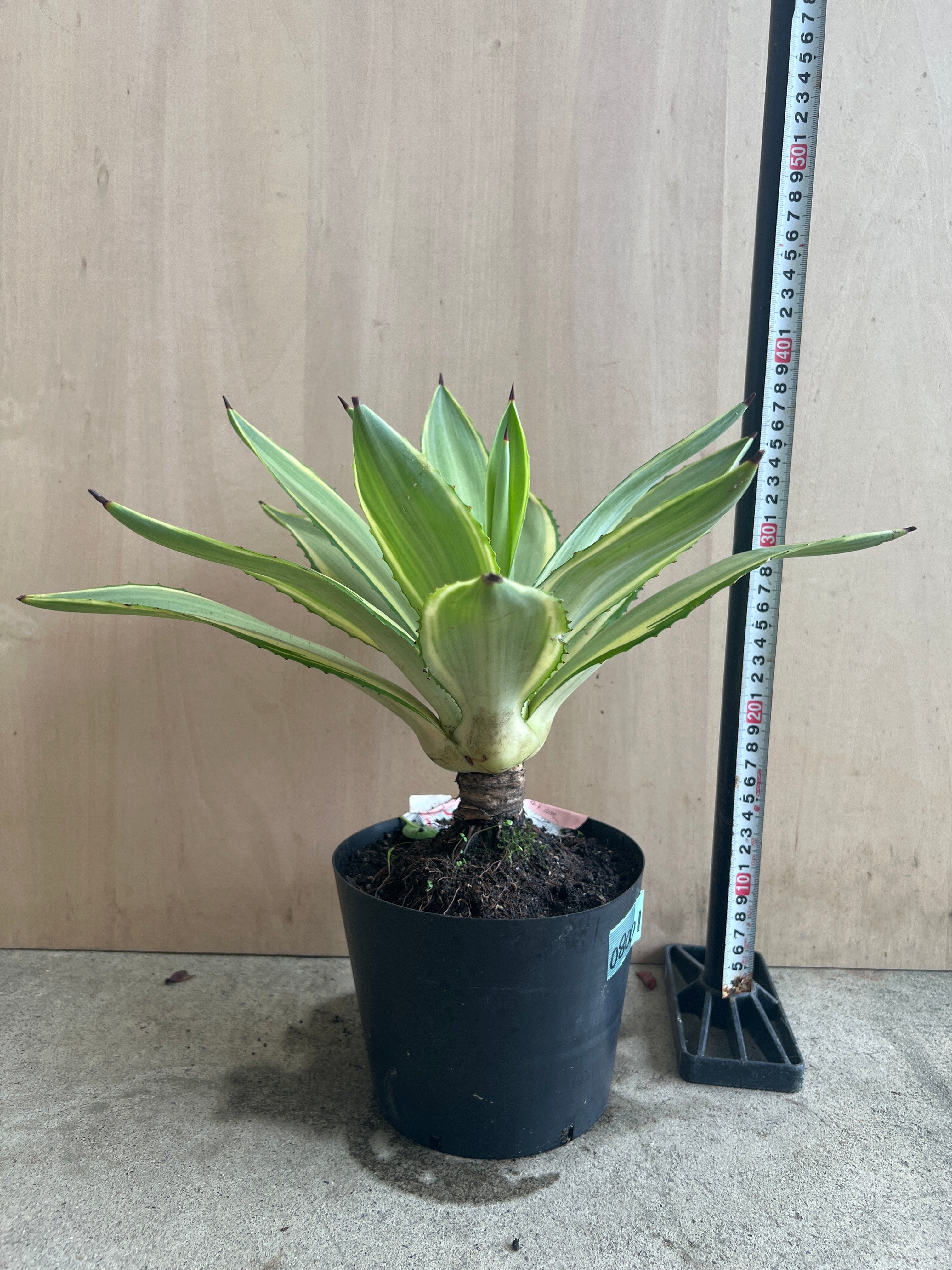 Pickup 全ての商品 – 植物家族