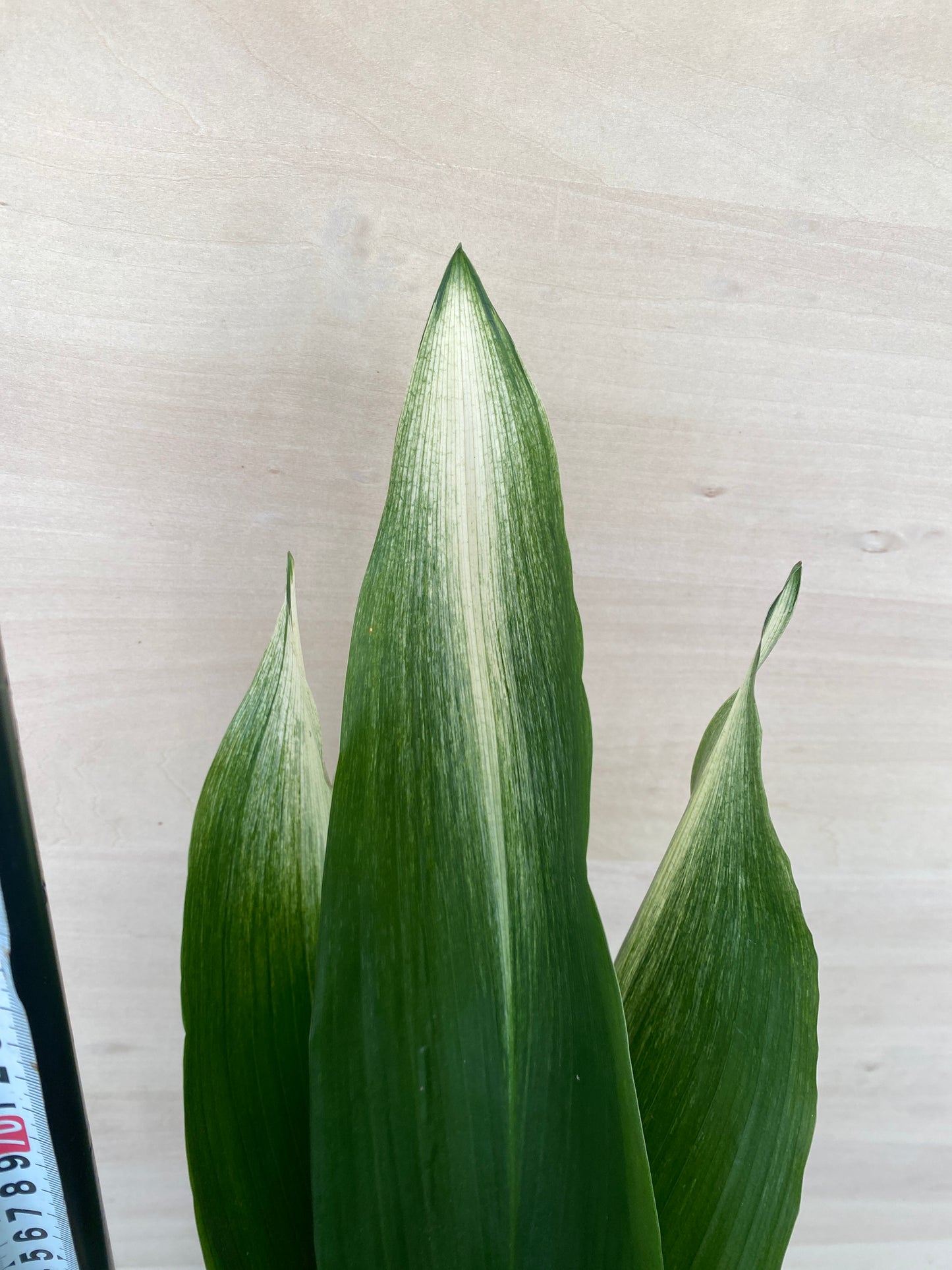 No.19010　旭ハラン　5.5号鉢