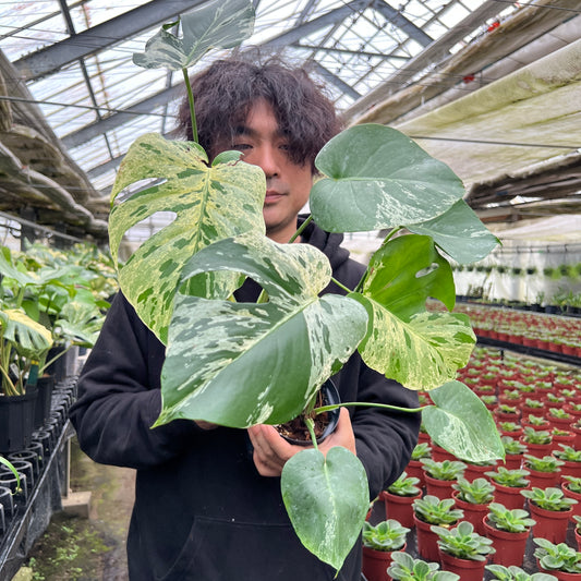 URBAN JUNGLE特集★U14　モンステラ　バルボサ　4号鉢