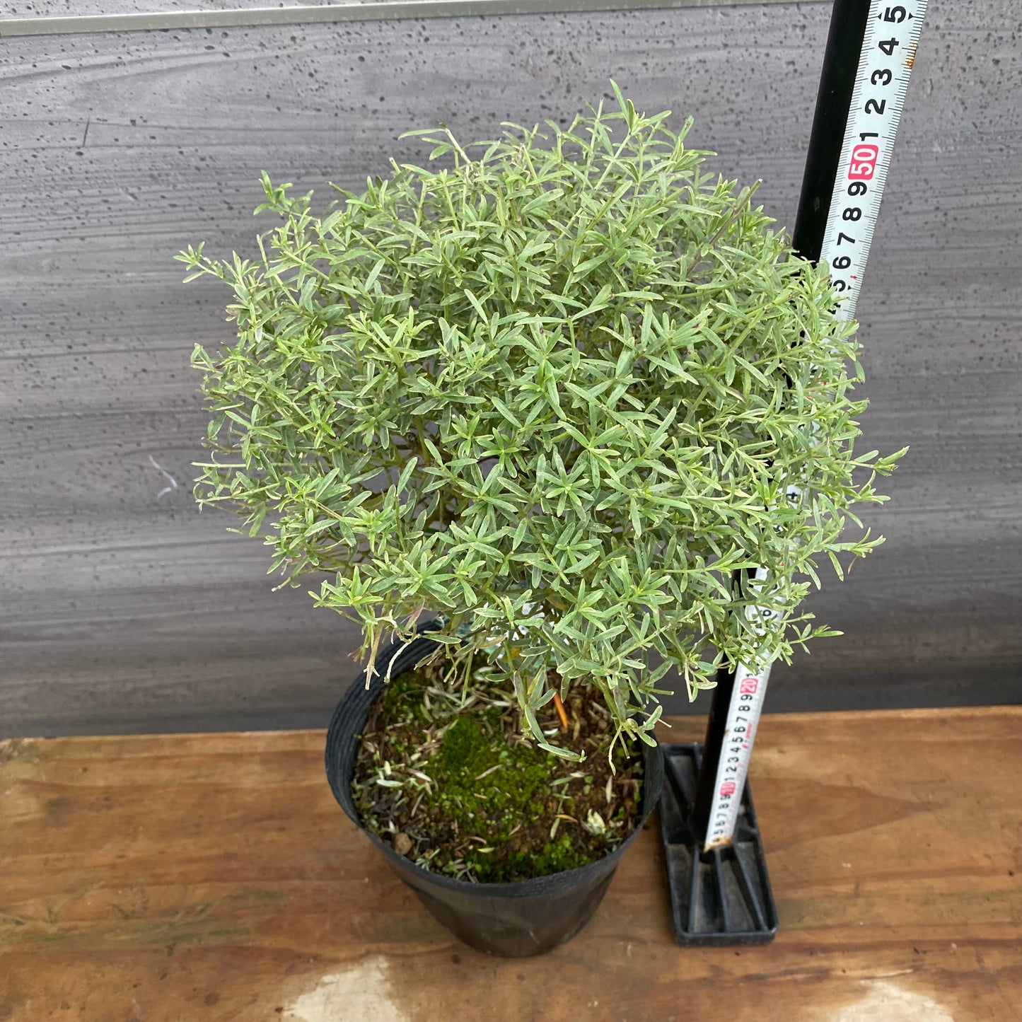 市場仕入れ即売会　No.25076　メラレウカ　ライムライト　6号苗ポット