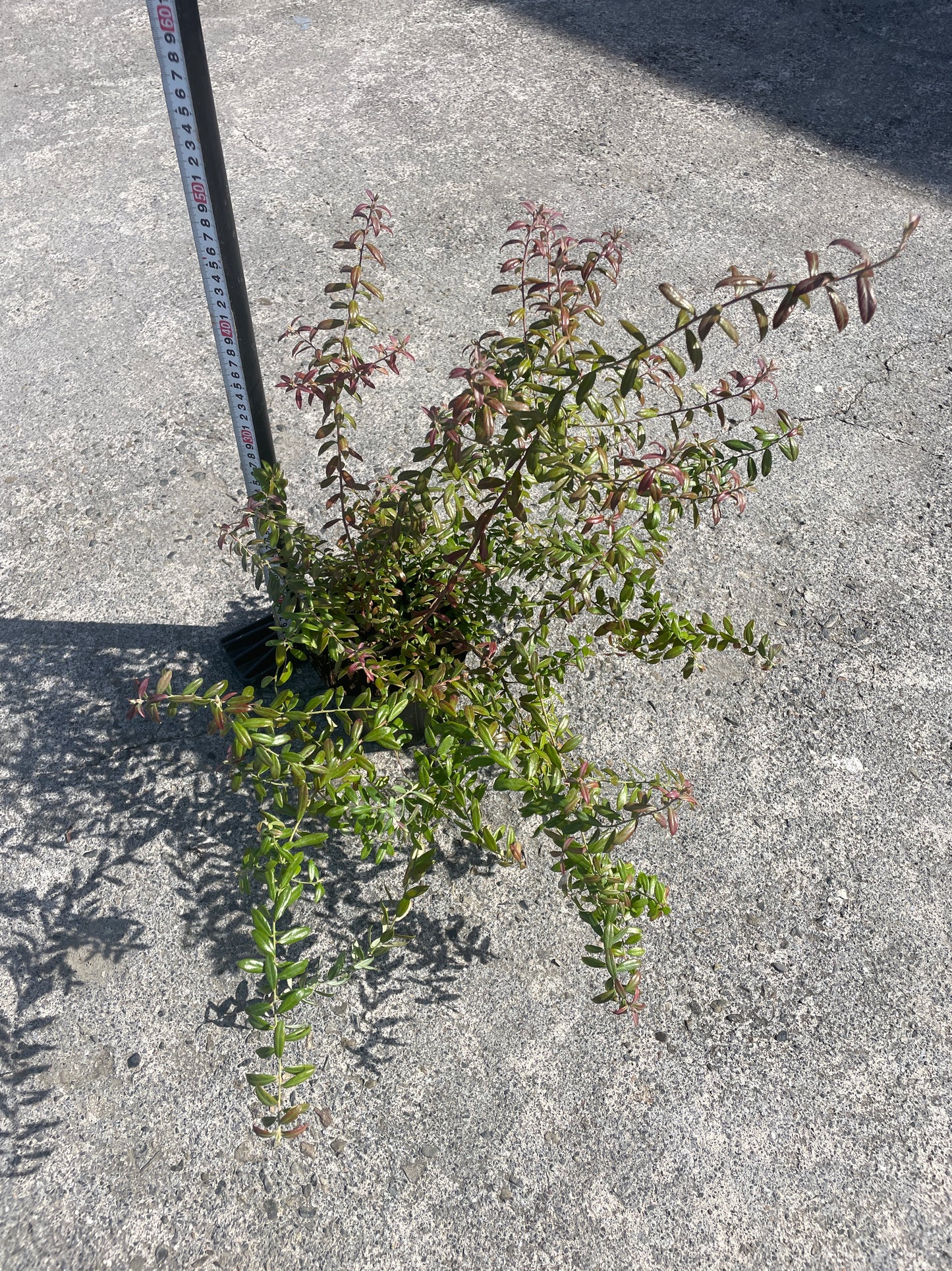 No.06009　岡本緑花　ブルーベリー　ローザスプラッシュ　5号苗ポット