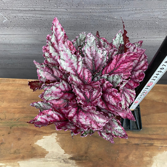 市場仕入れ即売会　No.25011　レックスベゴニア　品種不明　4号鉢