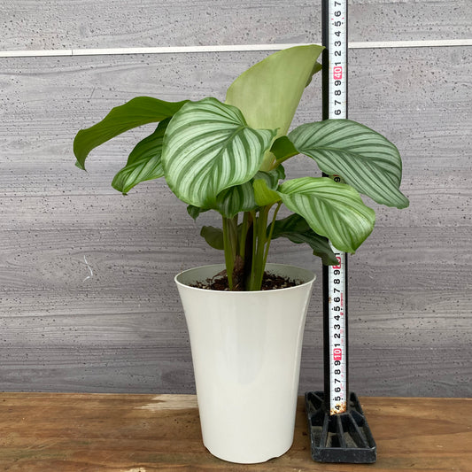 市場仕入れ即売会　No.25039　カラテア　オリビフォリア　5号鉢