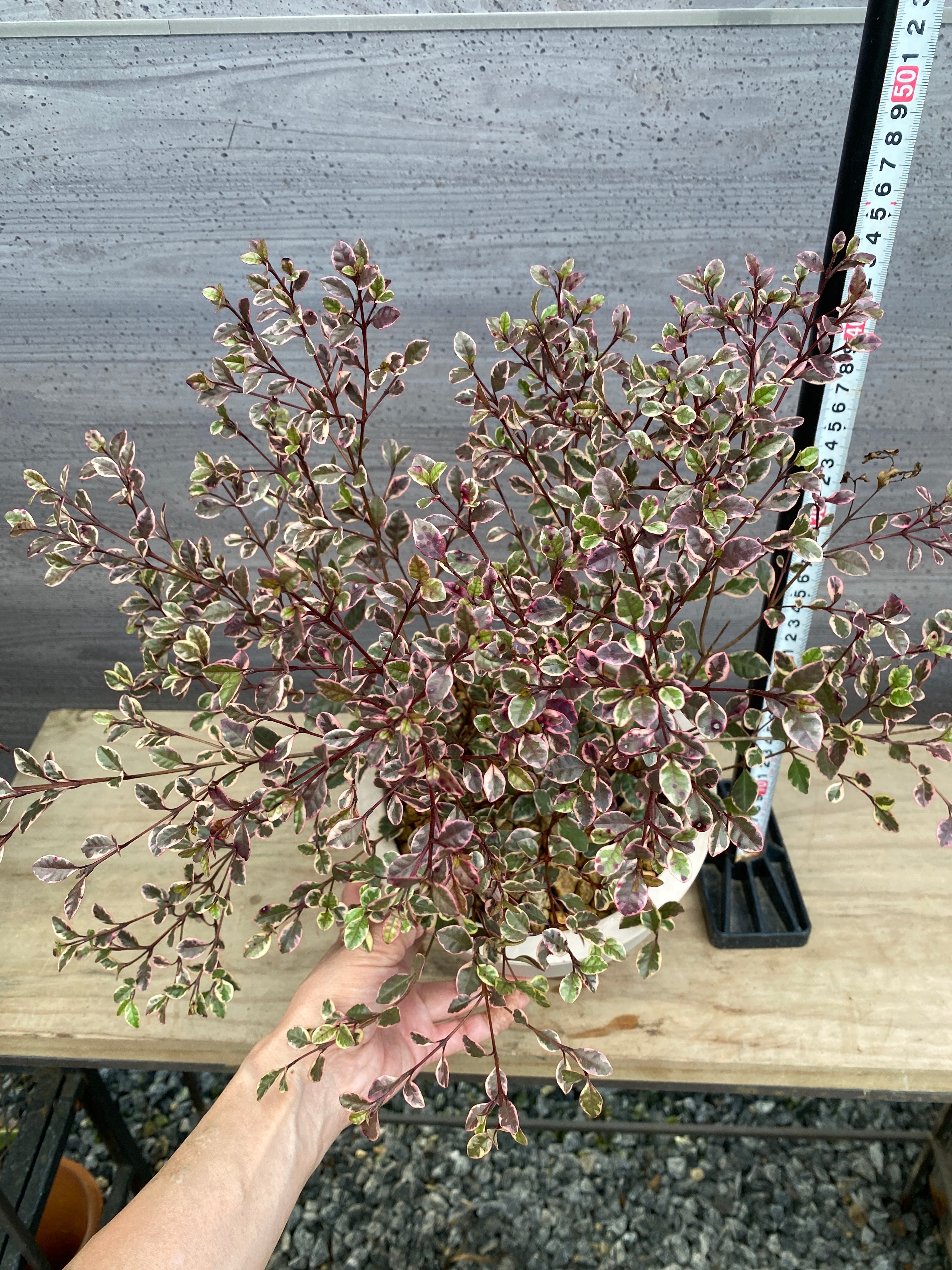 Pickup 全ての商品 – 植物家族