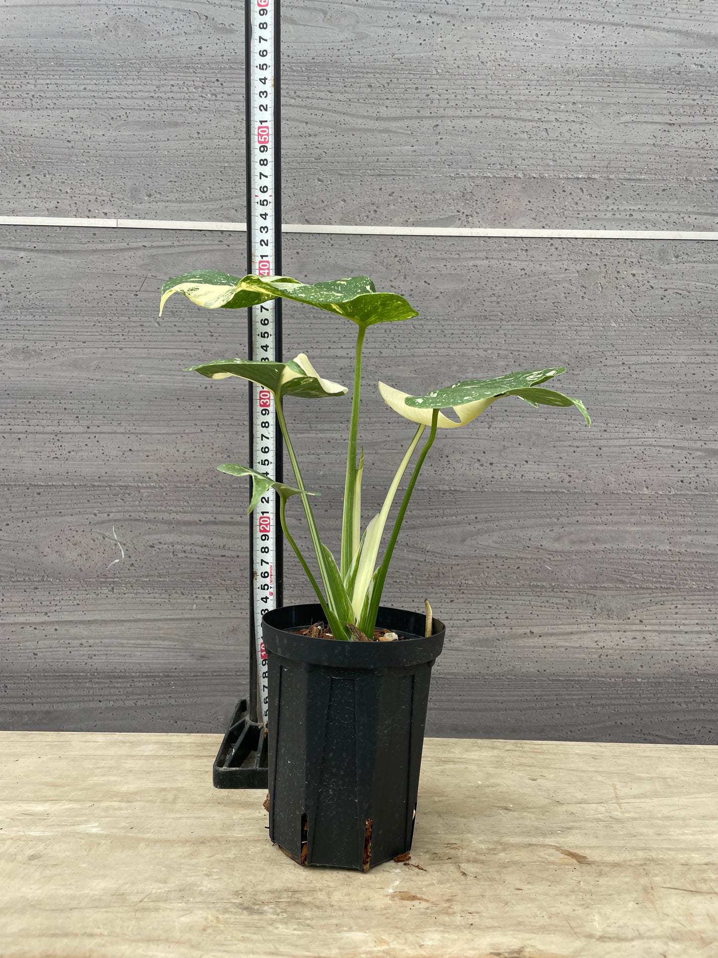 M23　もりお花園★モンステラ　タイコンステレーション　4号鉢