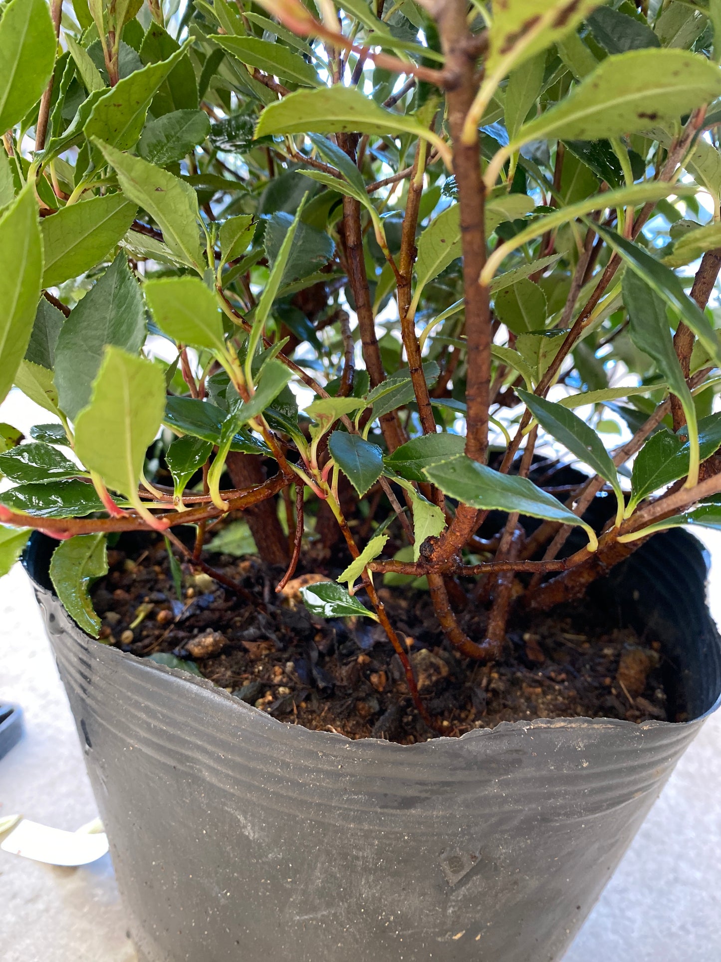 岡本緑花特集　ベニカナメモチ　チコ　7号苗ポット