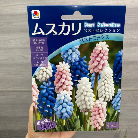 ムスカリ　球根　ベストミックス