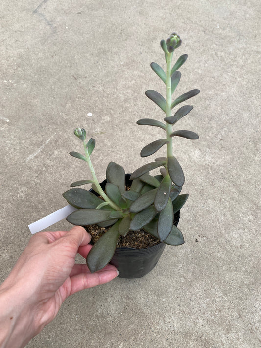 No.28015　多肉植物　4号苗ポット