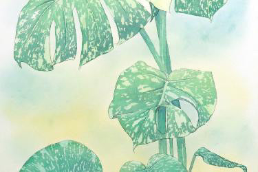 原画★モンステラ　タイコンステレーション　50×25cm