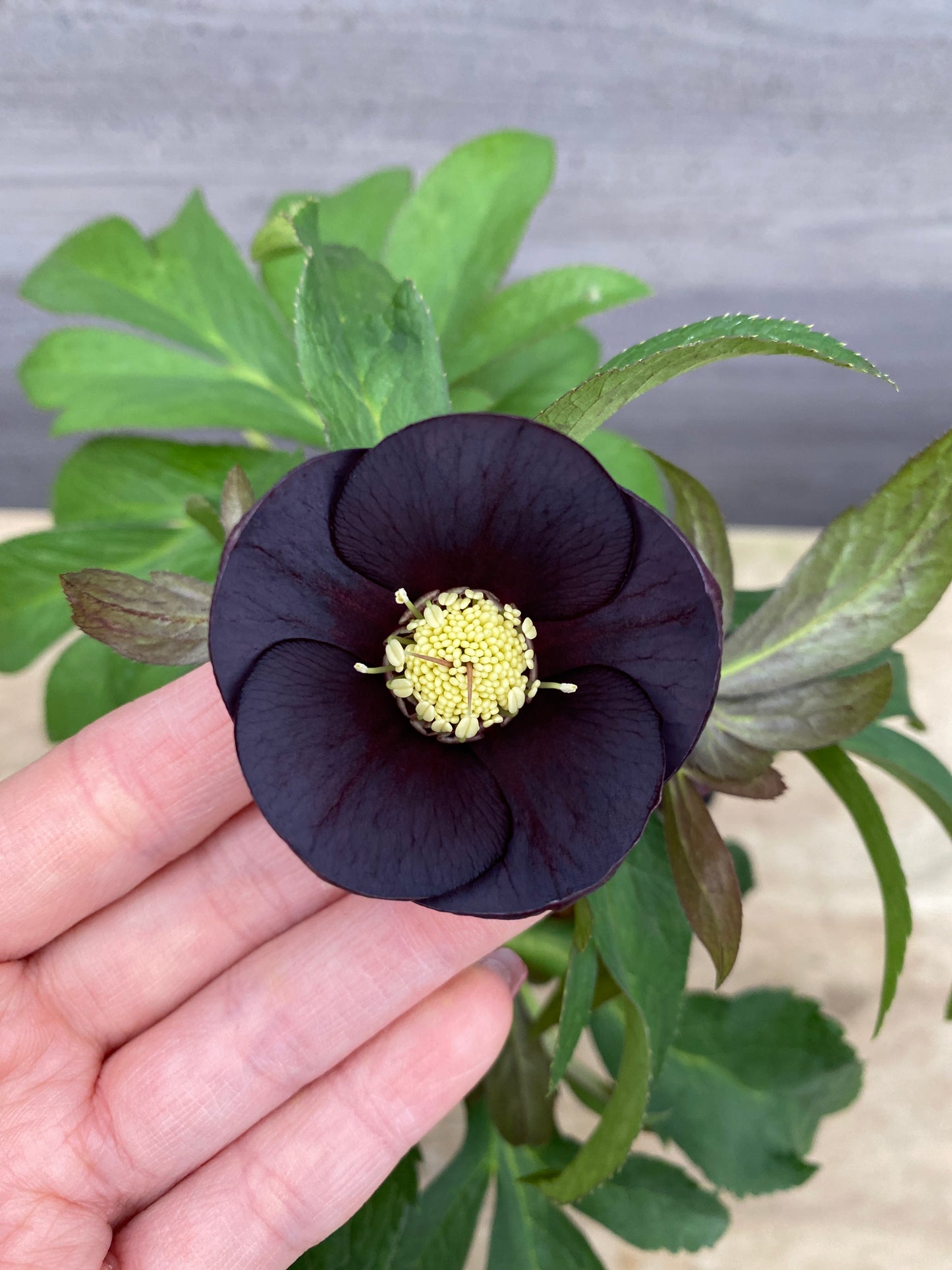 No.05089　横山園芸★クリスマスローズ　シングル咲き　5号苗ポット