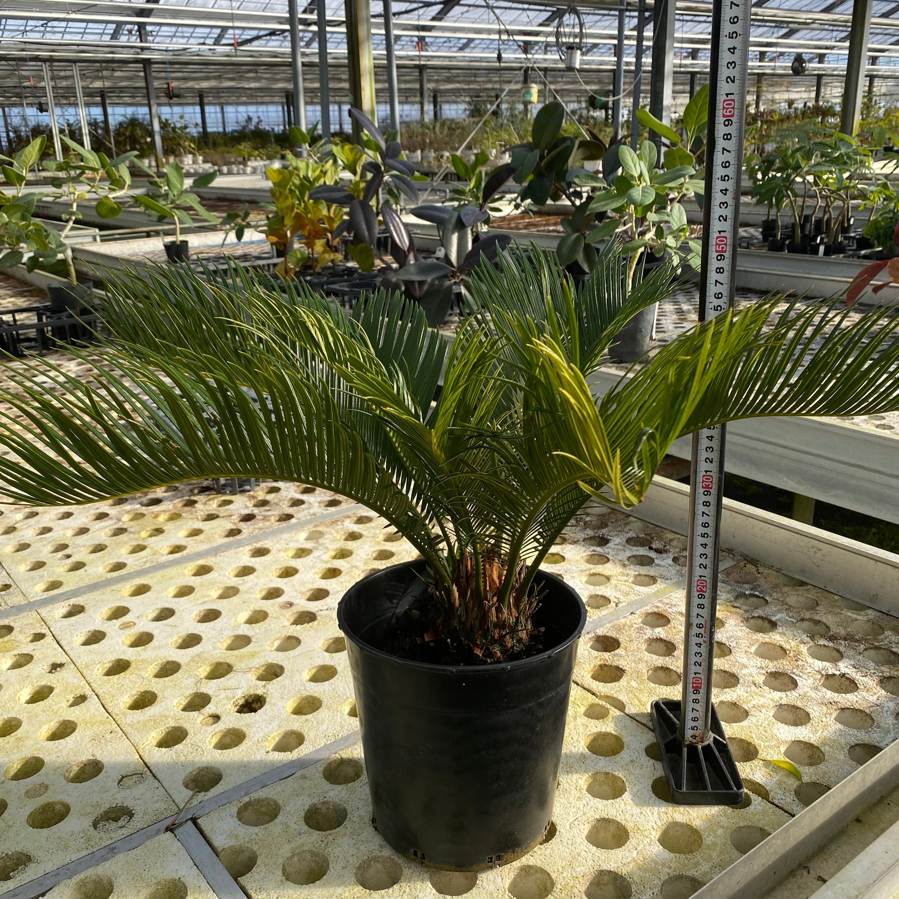 斑入りソテツ子株付きB 子株 斑入り ソテツ 斑入りソテツ子株付きB 斑入りソテツ子株付きB ザ