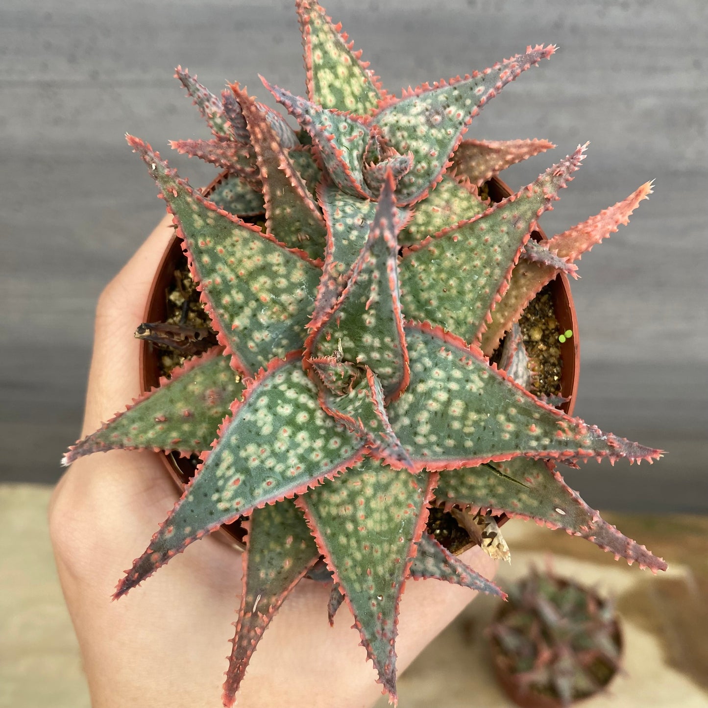 No.08012　アロエ　5個セット　2.5号鉢