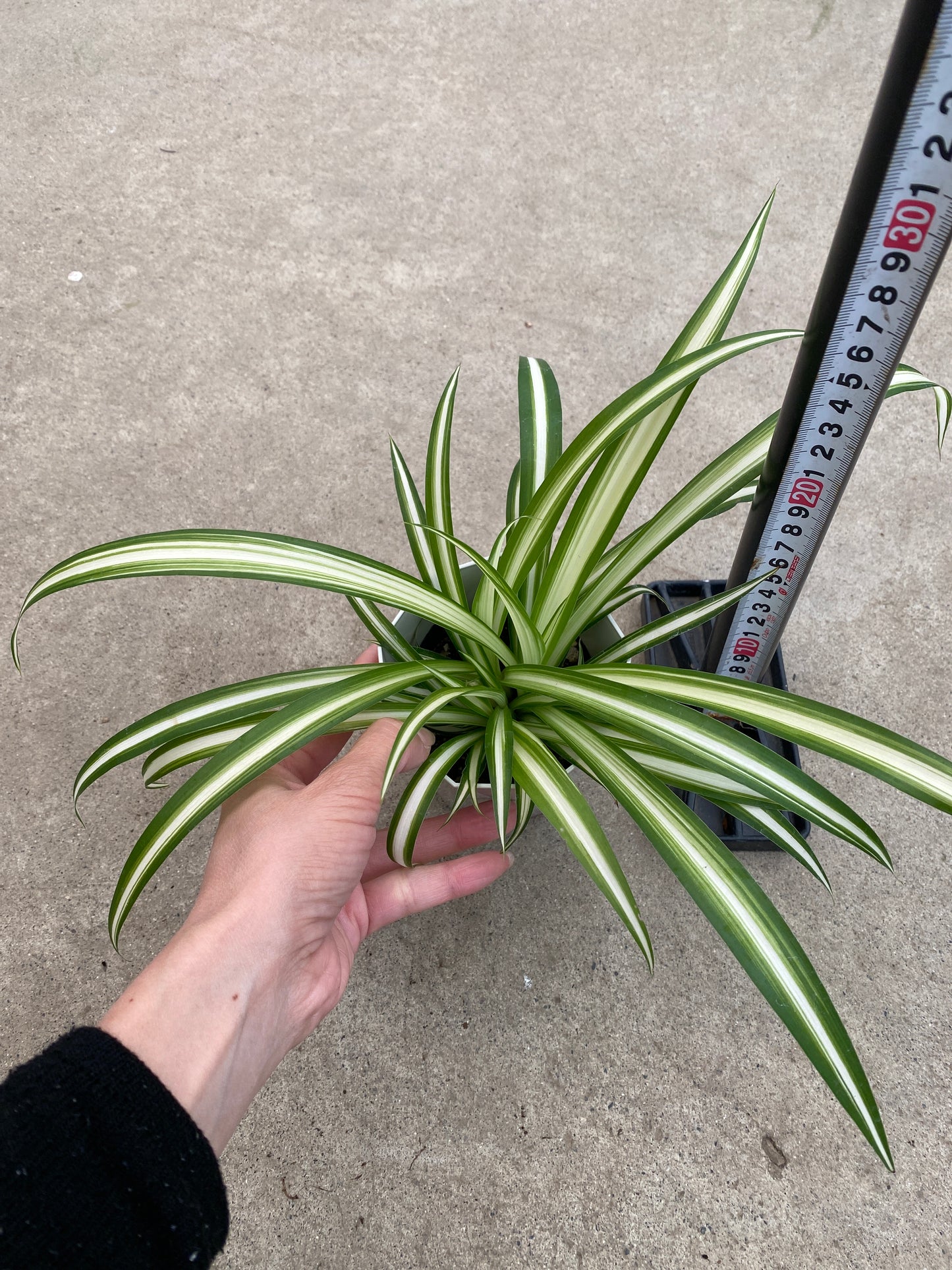 No.28009　オリヅルラン　3.5号鉢