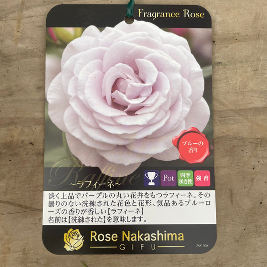 ローズなかしま★フレグランスローズ　ラフィーネ　5号鉢