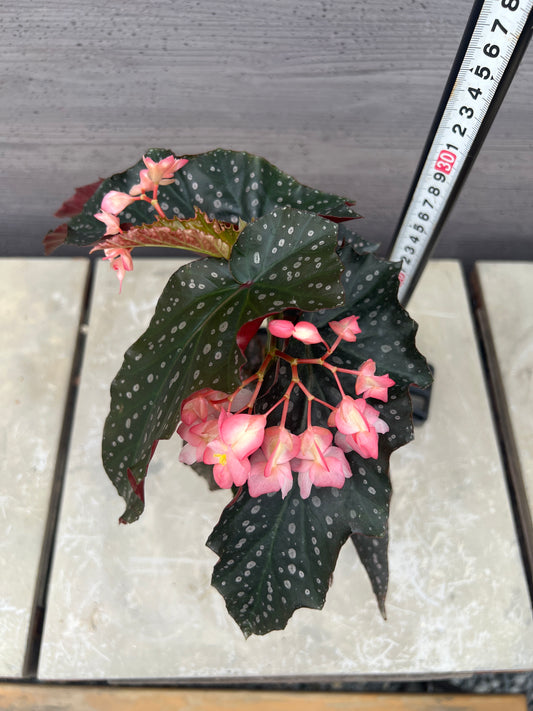 花郷園★木立性ベゴニア　Pink Freckles　3.5号苗ポット