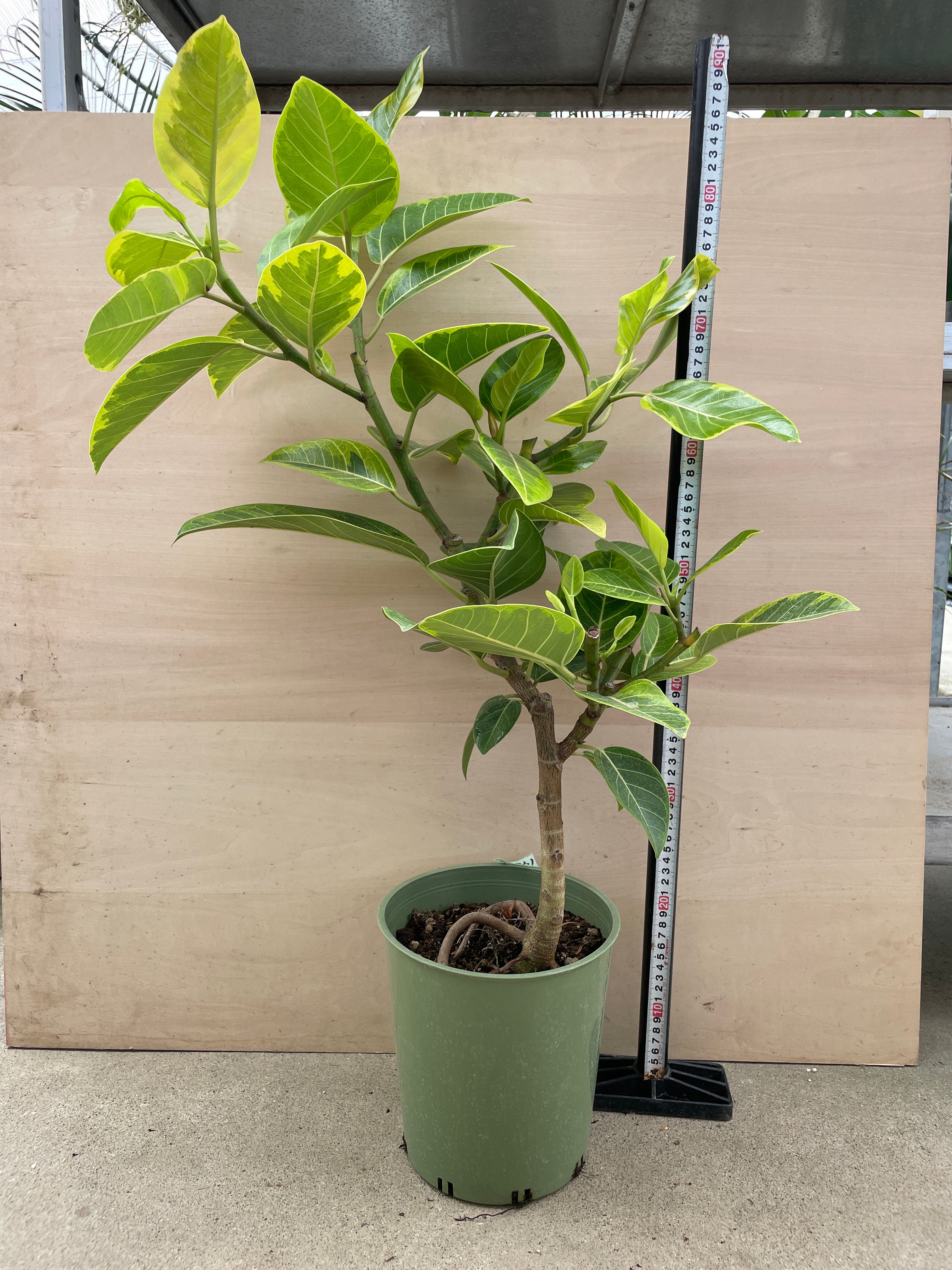 Pickup 全ての商品 – 植物家族