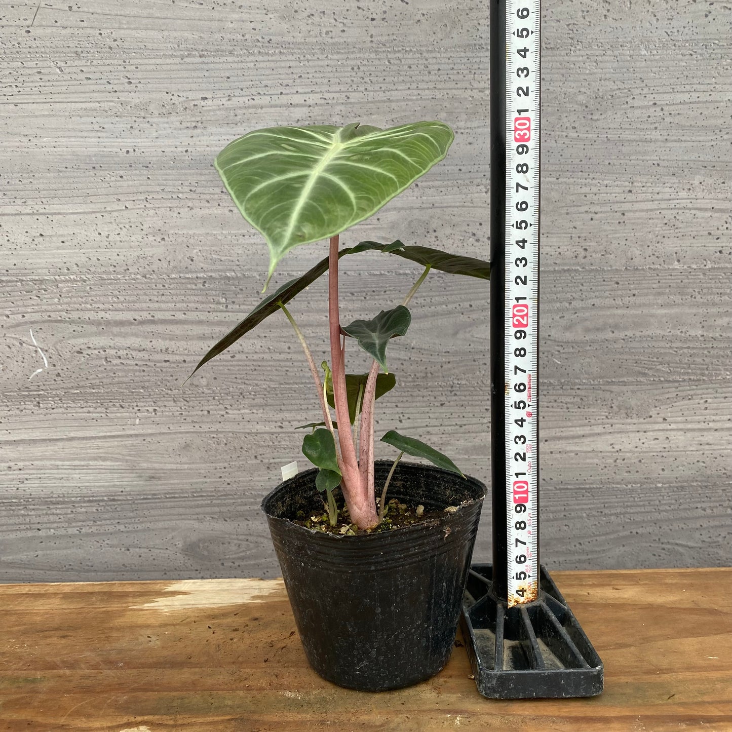 市場仕入れ即売会　No.25045　アロカシアD　4号苗ポット