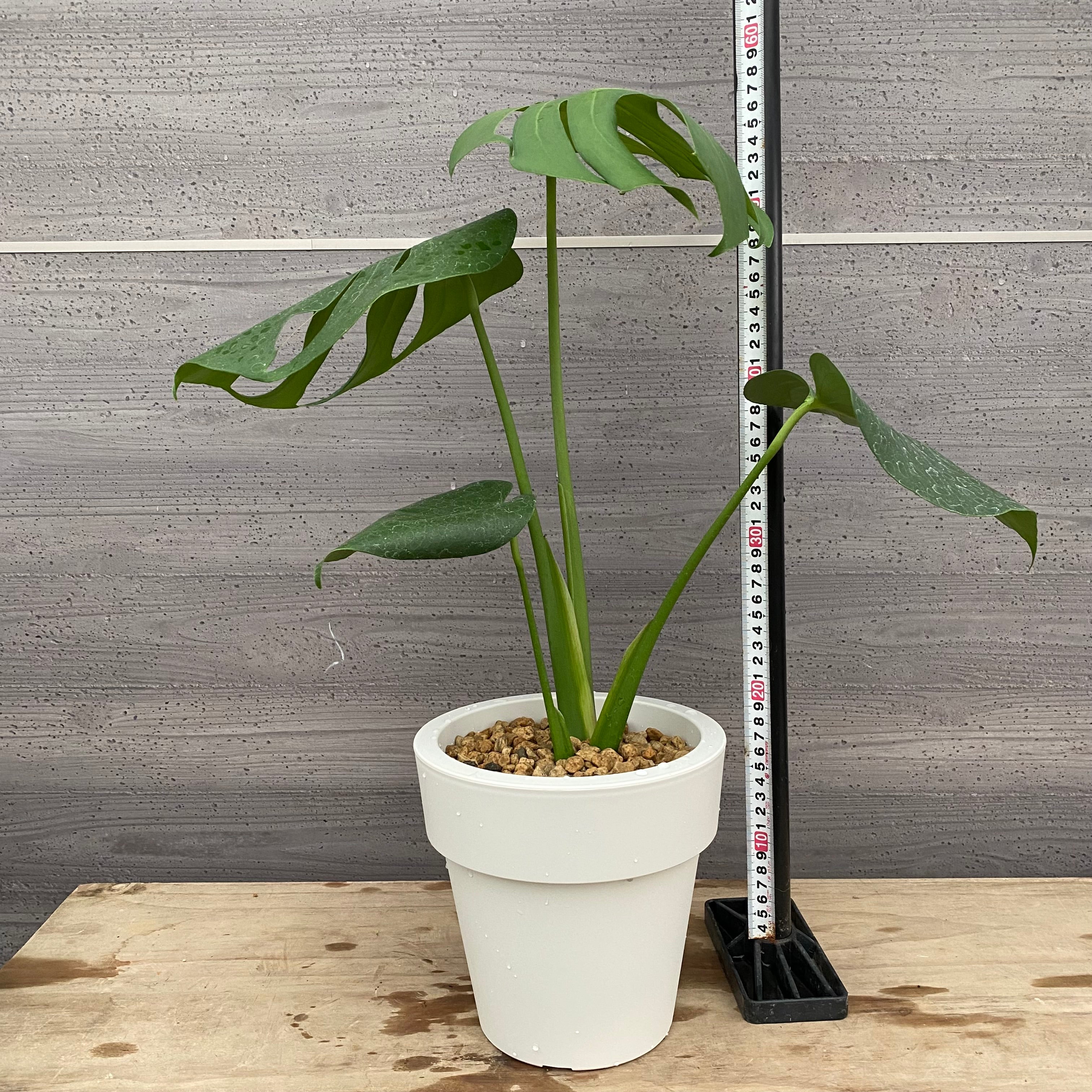 Pickup 全ての商品 – 植物家族