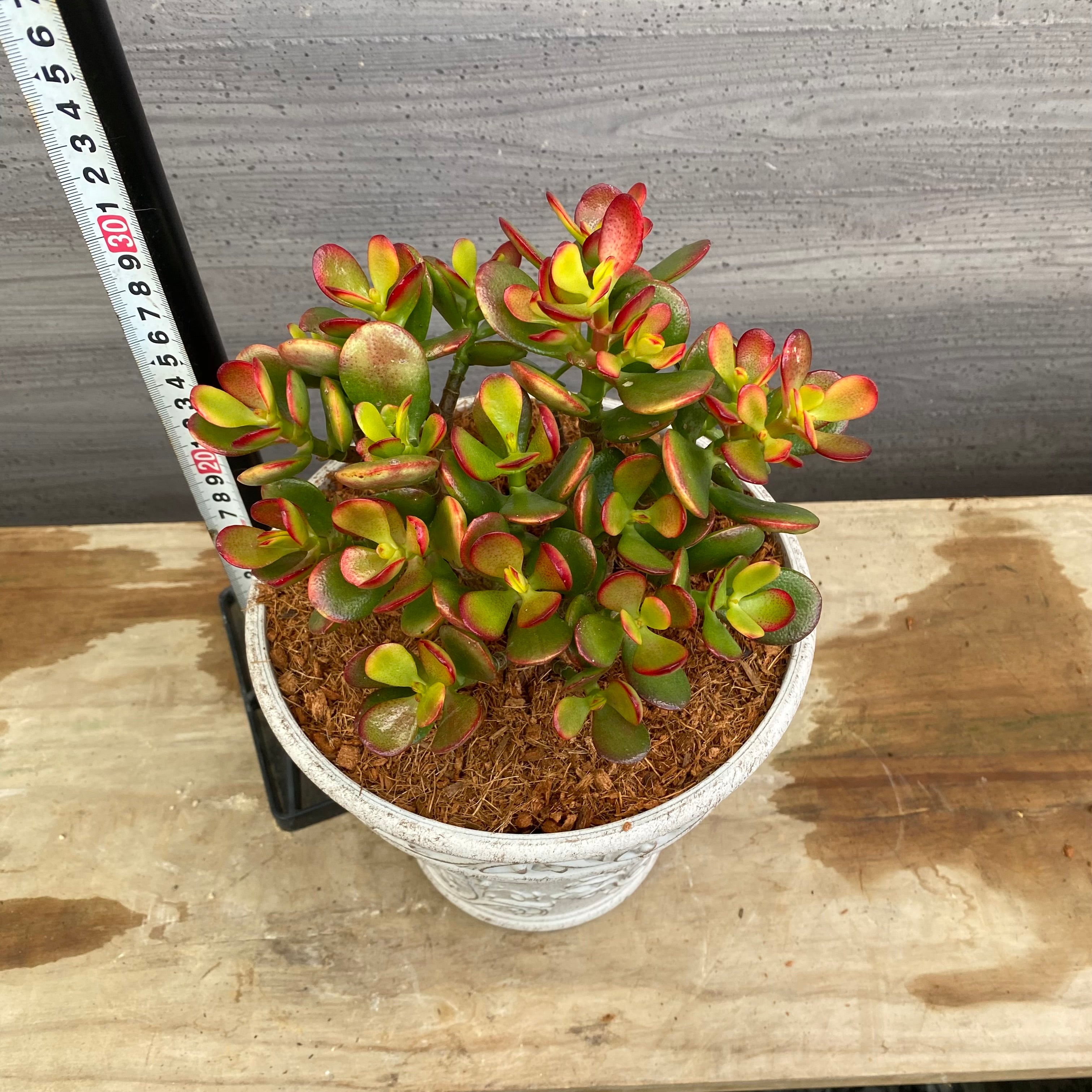 No.12002 花月 金のなる木 ホワイトゴールドプラ鉢 – 植物家族