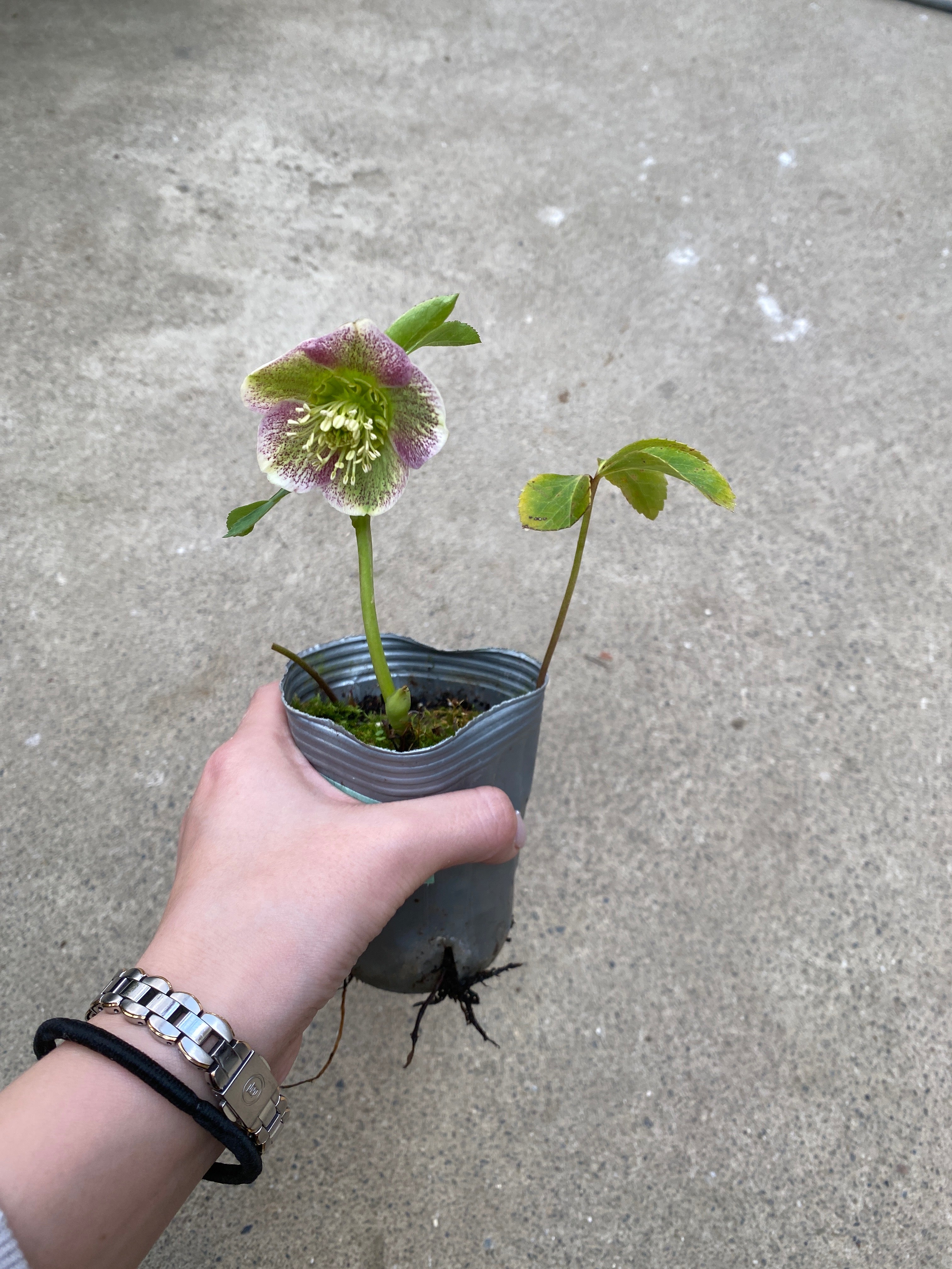 M014 クリスマスローズ シングル 2.5号苗ポット – 植物家族