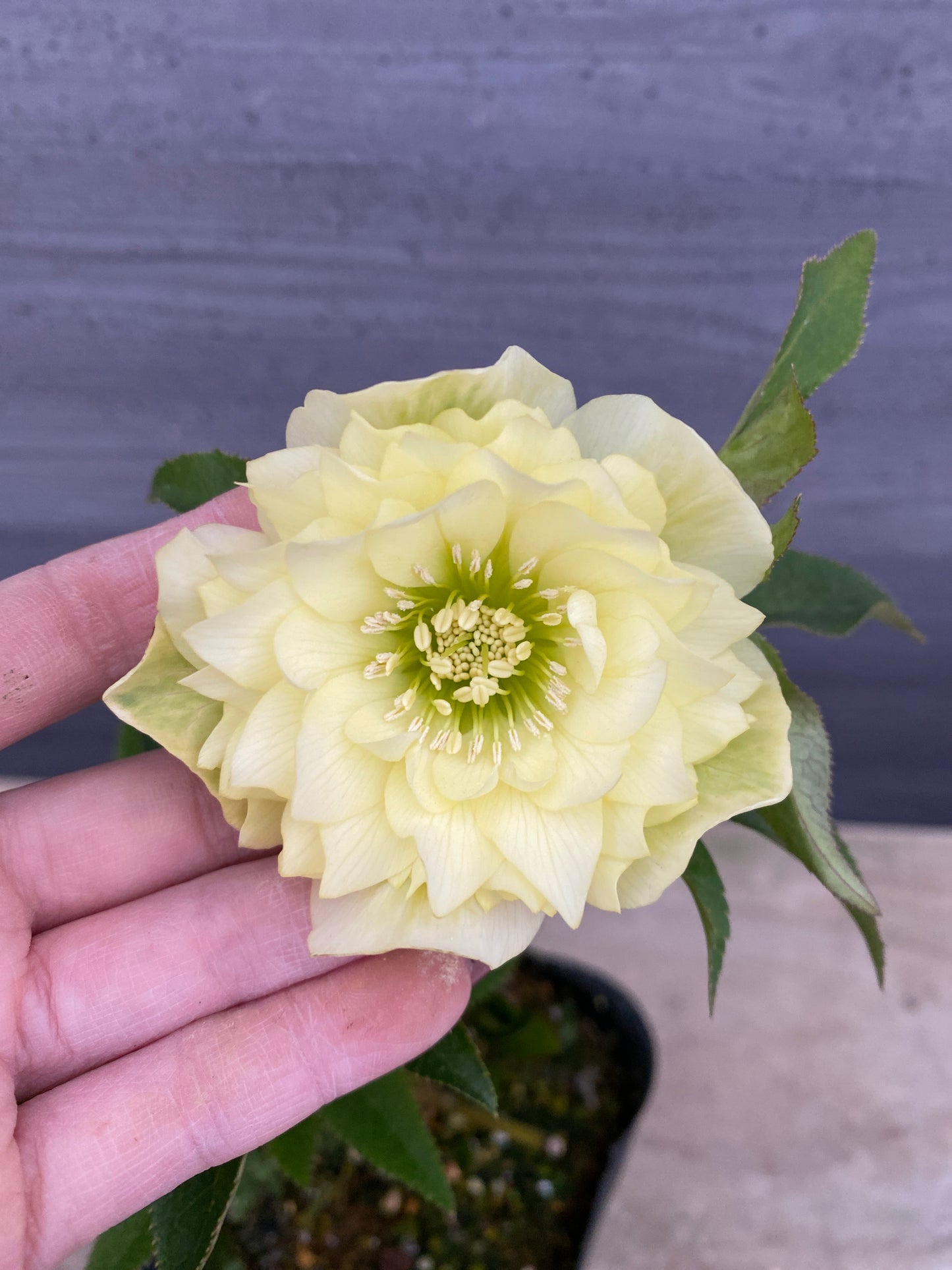 No.05144　横山園芸★クリスマスローズ　プリマドレス　5号苗ポット