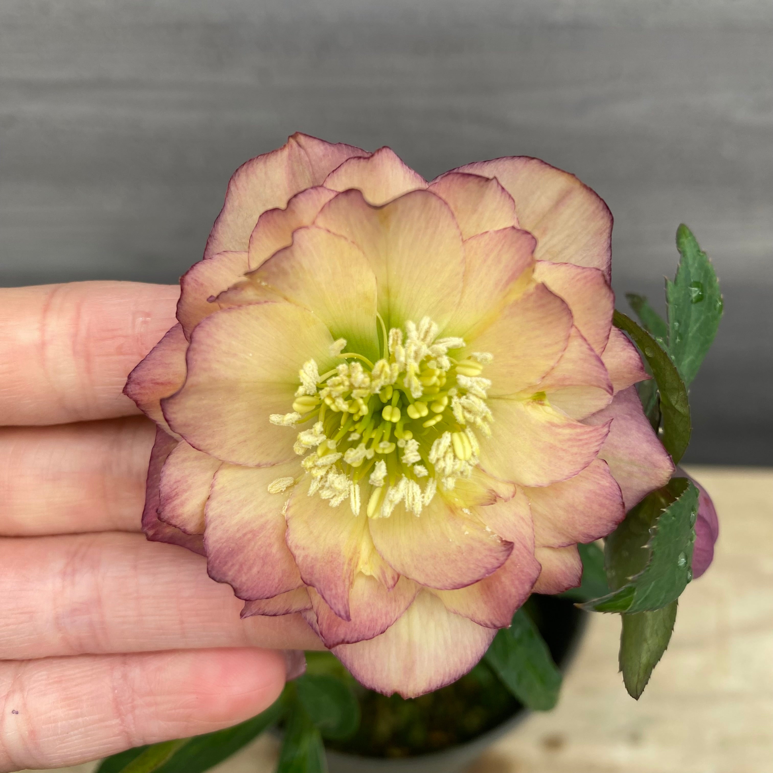 即売会 No.27070 クリスマスローズ ダブル咲き 5号鉢 – 植物家族