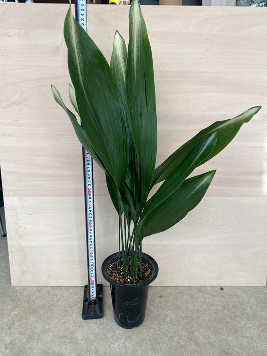 No.19010　旭ハラン　5.5号鉢