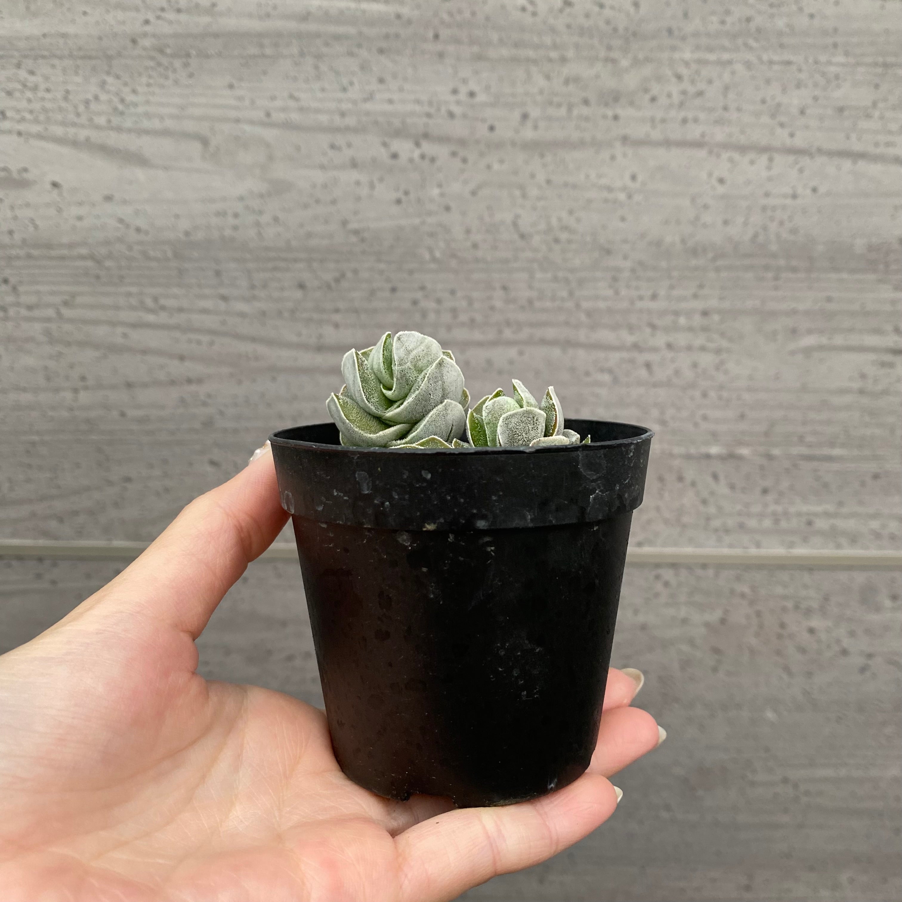 No.03017 クラッスラ アイポリーパゴダ 2号鉢 – 植物家族